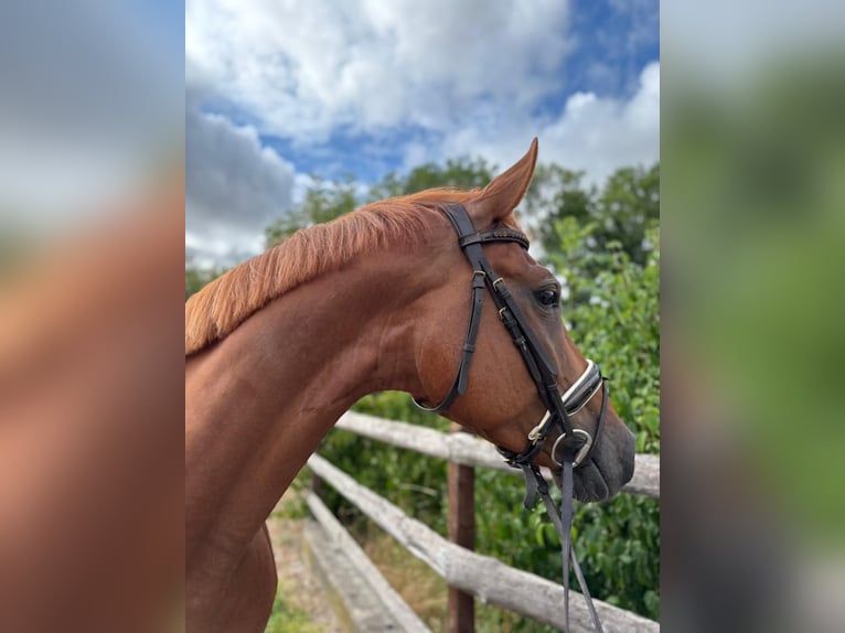 Sportivo Tedesco / Sportivo della Germania Giumenta 6 Anni 168 cm Sauro in Grevenbroich