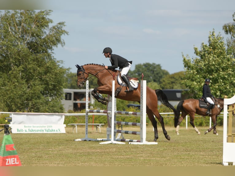 Sportivo Tedesco / Sportivo della Germania Giumenta 6 Anni 169 cm Baio in Lübeck