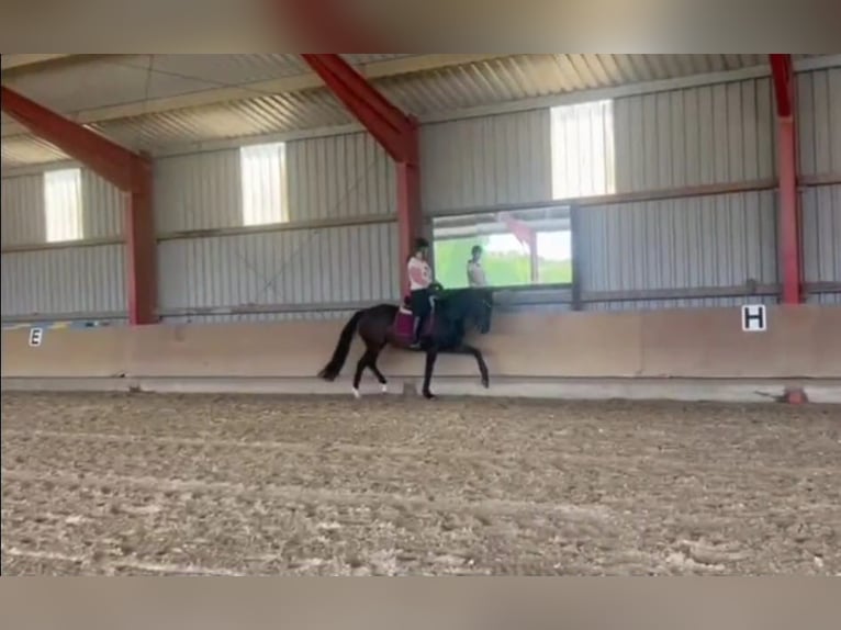 Sportivo Tedesco / Sportivo della Germania Giumenta 6 Anni 170 cm Baio scuro in Kefenrod