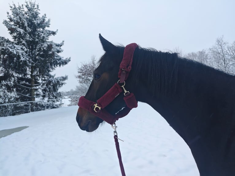 Sportivo Tedesco / Sportivo della Germania Giumenta 6 Anni 170 cm Baio scuro in Kefenrod