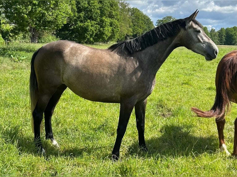 Sportivo Tedesco / Sportivo della Germania Giumenta 6 Anni 170 cm Grigio ferro in Alt- Märkische Höhe