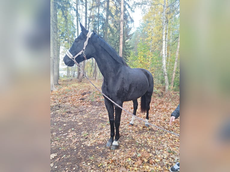 Sportivo Tedesco / Sportivo della Germania Giumenta 6 Anni 170 cm Morello in Neustadt dosse