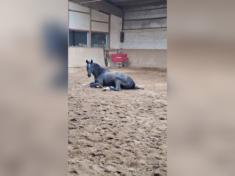 Sportivo Tedesco / Sportivo della Germania Giumenta 6 Anni 170 cm Morello in Neustadt dosse