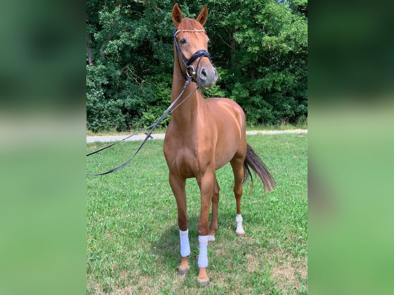 Sportivo Tedesco / Sportivo della Germania Giumenta 6 Anni 170 cm Sauro in WitschFeldkirchen in K&#xE4;rnten
