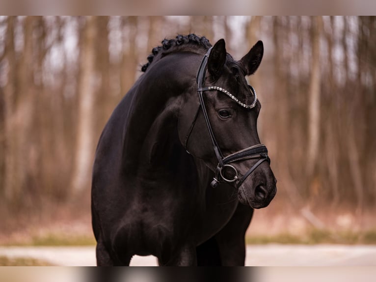Sportivo Tedesco / Sportivo della Germania Giumenta 6 Anni 171 cm Morello in Wehringen