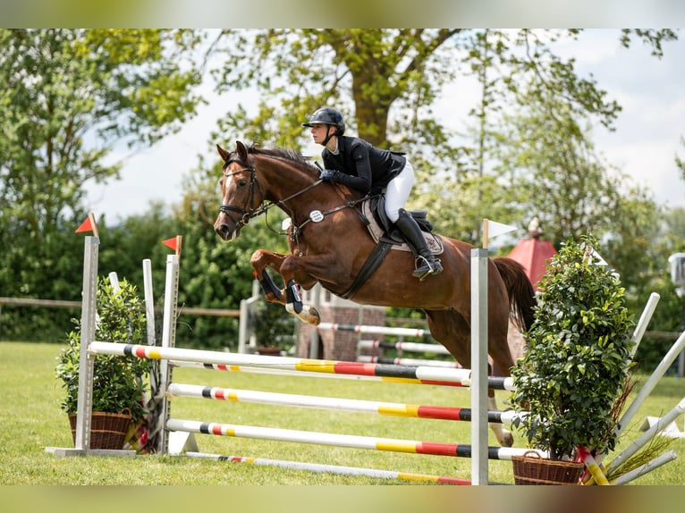 Sportivo Tedesco / Sportivo della Germania Giumenta 6 Anni 171 cm Sauro scuro in Aurach