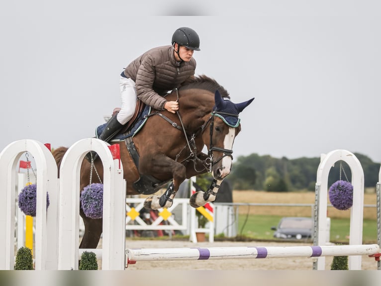 Sportivo Tedesco / Sportivo della Germania Giumenta 6 Anni 172 cm Sauro scuro in Sangerhausen