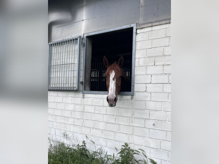 Sportivo Tedesco / Sportivo della Germania Giumenta 6 Anni 174 cm  in Temnitzquell