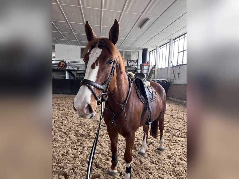 Sportivo Tedesco / Sportivo della Germania Giumenta 6 Anni 174 cm  in Temnitzquell