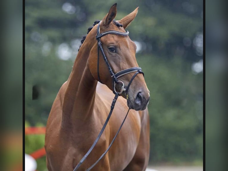 Sportivo Tedesco / Sportivo della Germania Giumenta 6 Anni 175 cm Baio in Düsseldorf