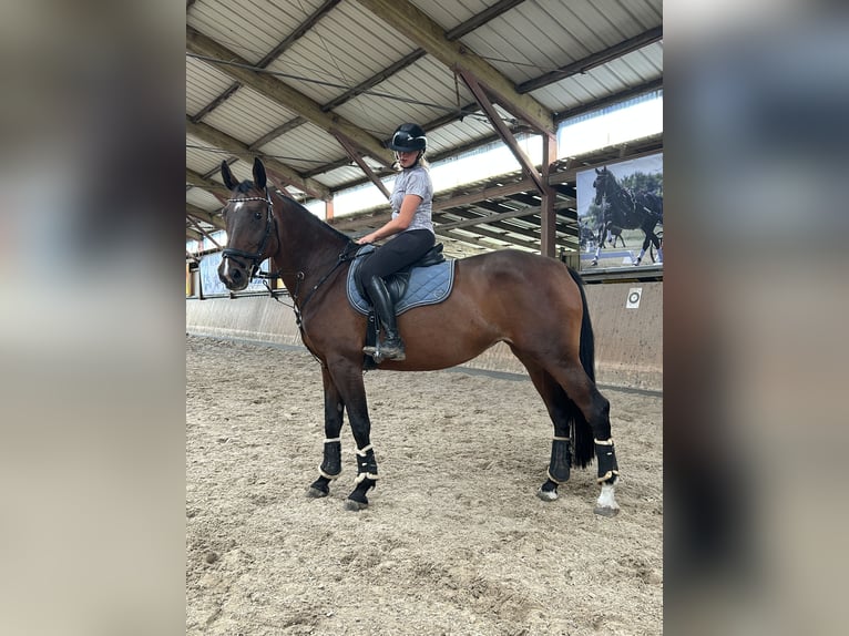 Sportivo Tedesco / Sportivo della Germania Giumenta 6 Anni 175 cm Baio in Ahrensfelde