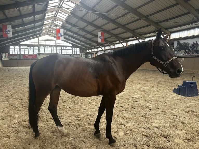 Sportivo Tedesco / Sportivo della Germania Giumenta 6 Anni 175 cm Baio in Ahrensfelde