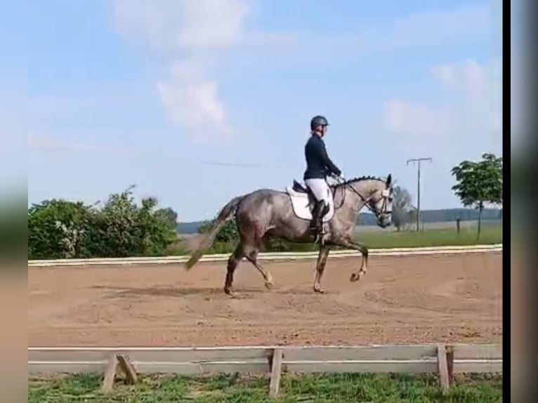 Sportivo Tedesco / Sportivo della Germania Giumenta 6 Anni 175 cm Grigio in Perleberg