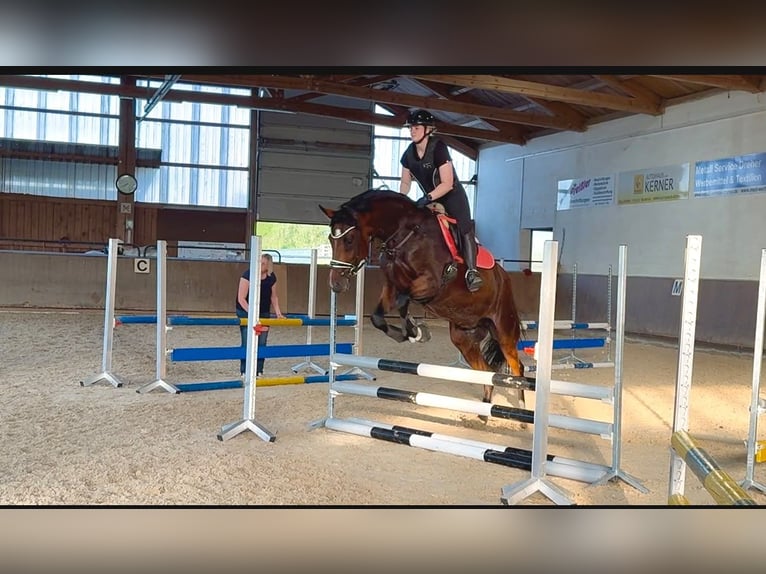 Sportivo Tedesco / Sportivo della Germania Giumenta 6 Anni 177 cm Baio in Drackenstein