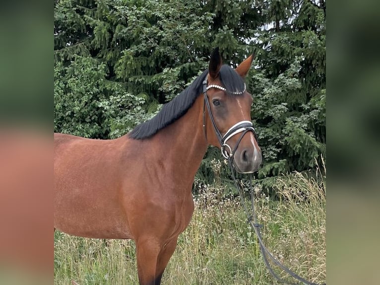 Sportivo Tedesco / Sportivo della Germania Giumenta 6 Anni 177 cm Baio in Drackenstein