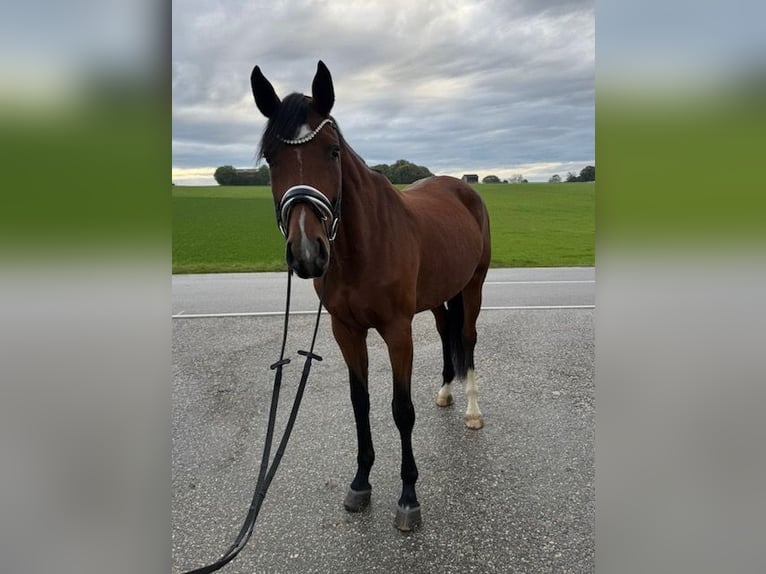 Sportivo Tedesco / Sportivo della Germania Giumenta 6 Anni 178 cm Baio in Drackenstein