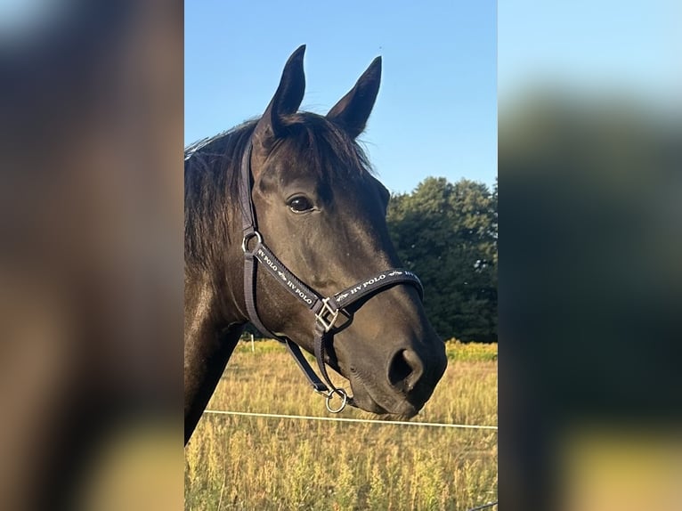 Sportivo Tedesco / Sportivo della Germania Mix Giumenta 7 Anni 160 cm Morello in Berlin