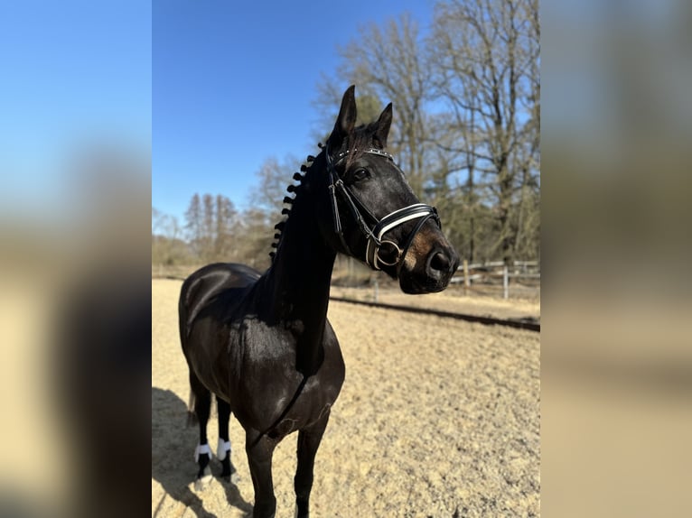 Sportivo Tedesco / Sportivo della Germania Mix Giumenta 7 Anni 160 cm Morello in Berlin