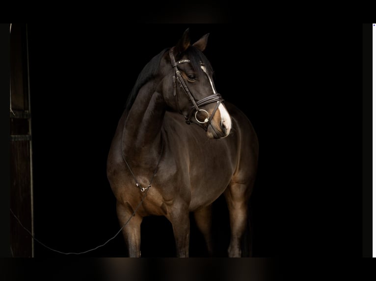 Sportivo Tedesco / Sportivo della Germania Giumenta 7 Anni 163 cm Baio scuro in Bösdorf