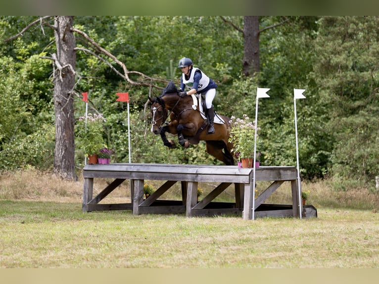 Sportivo Tedesco / Sportivo della Germania Giumenta 7 Anni 163 cm Baio scuro in Bösdorf