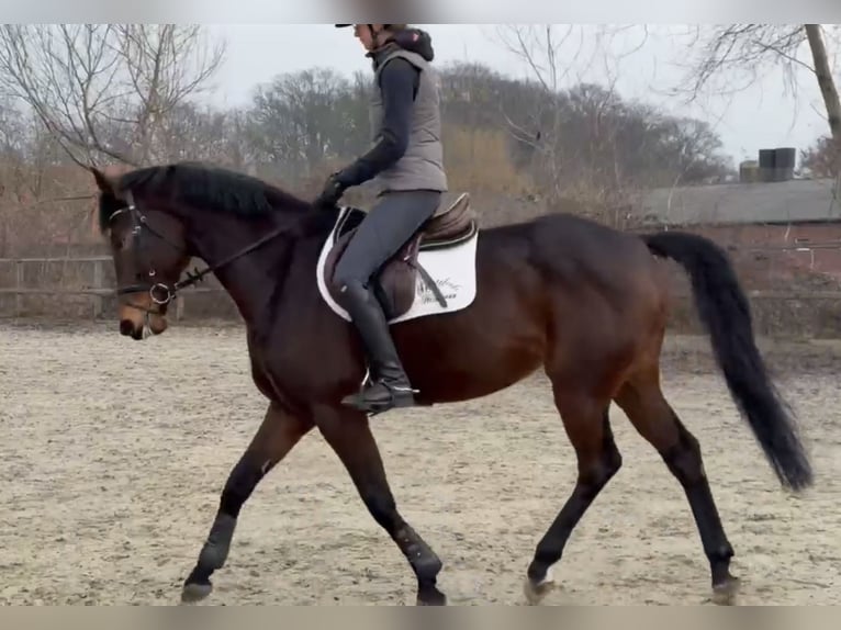 Sportivo Tedesco / Sportivo della Germania Giumenta 7 Anni 164 cm Baio scuro in Isterberg