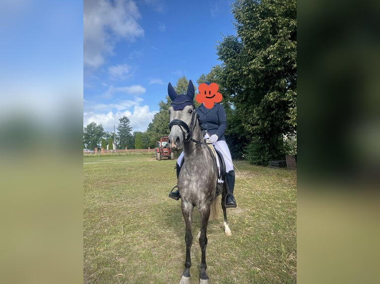 Sportivo Tedesco / Sportivo della Germania Giumenta 7 Anni 164 cm Grigio ferro in Frankfurt (Oder)