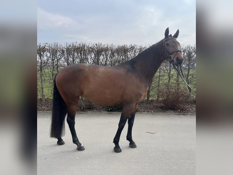 Sportivo Tedesco / Sportivo della Germania Giumenta 7 Anni 165 cm Baio in Mengen