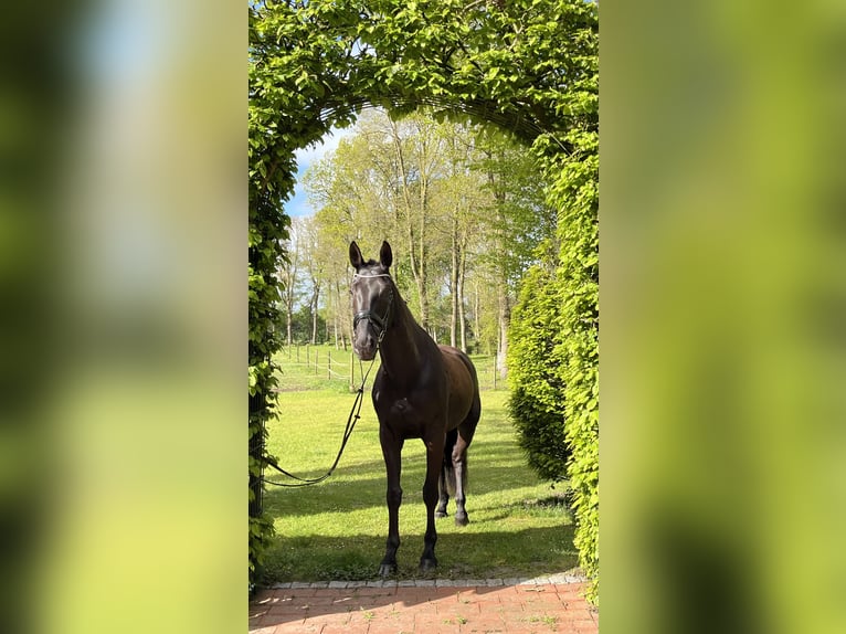 Sportivo Tedesco / Sportivo della Germania Giumenta 7 Anni 165 cm Morello in Friesoythe
