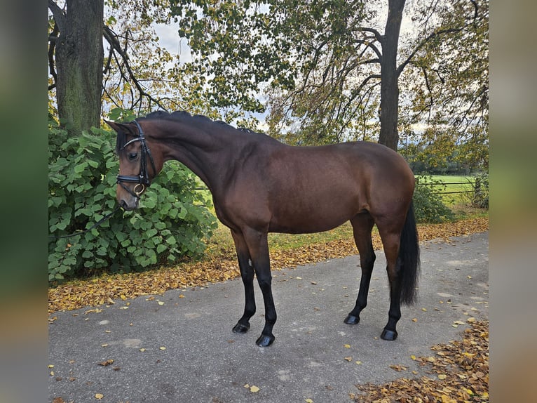 Sportivo Tedesco / Sportivo della Germania Giumenta 7 Anni 166 cm Baio in Prussendorf/ Z&#xF6;rbig