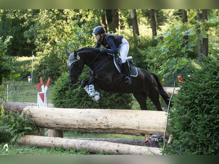 Sportivo Tedesco / Sportivo della Germania Giumenta 7 Anni 166 cm Baio scuro in Wölfis