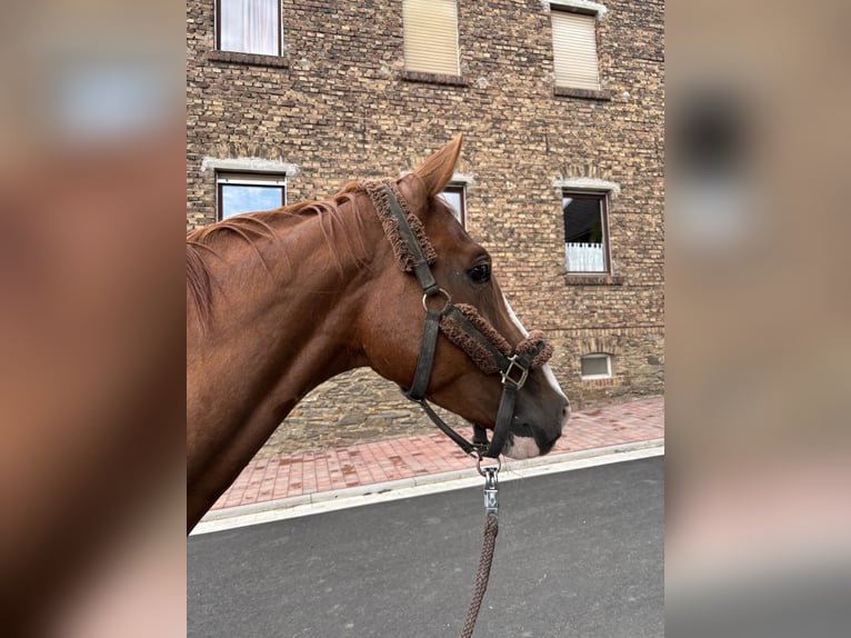 Sportivo Tedesco / Sportivo della Germania Giumenta 7 Anni 167 cm Sauro in Diez