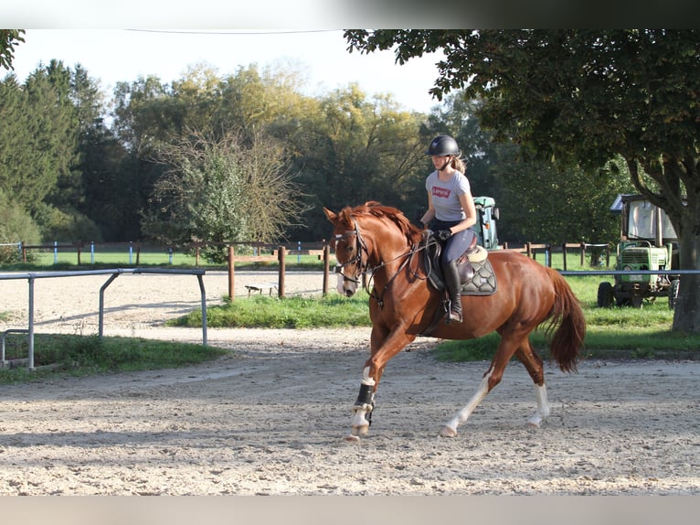 Sportivo Tedesco / Sportivo della Germania Giumenta 7 Anni 167 cm Sauro in Diez