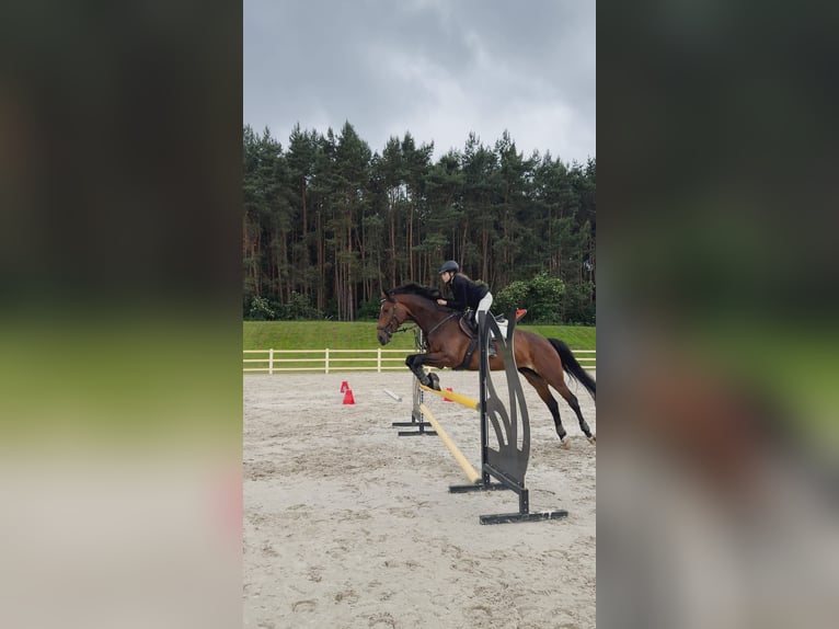 Sportivo Tedesco / Sportivo della Germania Giumenta 7 Anni 168 cm Baio in Bestensee