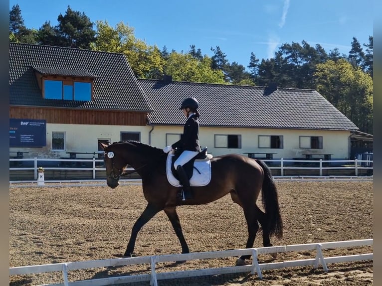 Sportivo Tedesco / Sportivo della Germania Giumenta 7 Anni 168 cm Baio in Bestensee