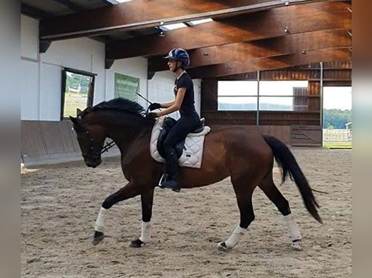 Sportivo Tedesco / Sportivo della Germania Giumenta 7 Anni 168 cm Baio in Bestensee