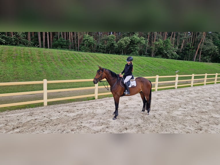 Sportivo Tedesco / Sportivo della Germania Giumenta 7 Anni 168 cm Baio in Bestensee
