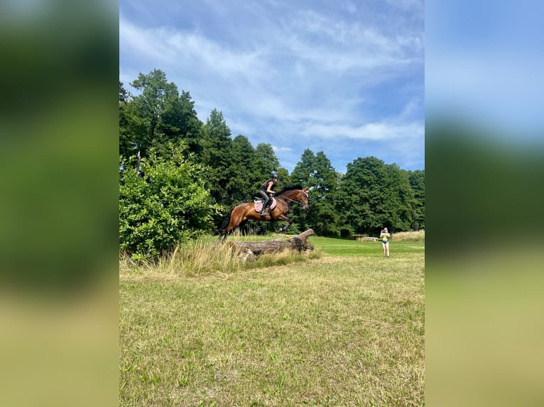 Sportivo Tedesco / Sportivo della Germania Giumenta 7 Anni 168 cm Baio in Bestensee