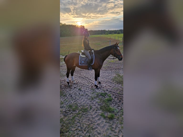 Sportivo Tedesco / Sportivo della Germania Giumenta 7 Anni 168 cm Baio in Bestensee