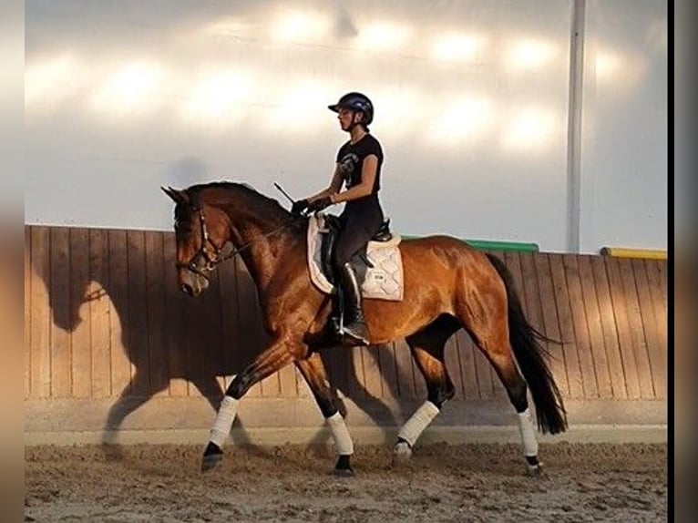 Sportivo Tedesco / Sportivo della Germania Giumenta 7 Anni 168 cm Baio in Bestensee