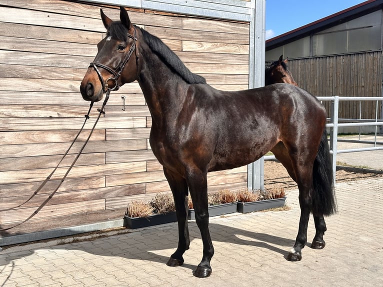 Sportivo Tedesco / Sportivo della Germania Giumenta 7 Anni 168 cm Baio in Leipzig