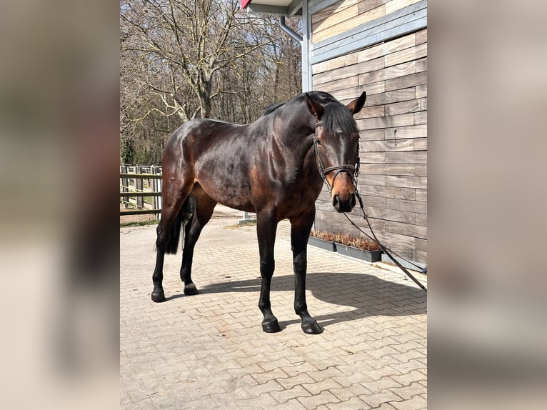 Sportivo Tedesco / Sportivo della Germania Giumenta 7 Anni 168 cm Baio in Leipzig