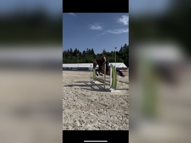 Sportivo Tedesco / Sportivo della Germania Giumenta 7 Anni 168 cm Baio in Osburg