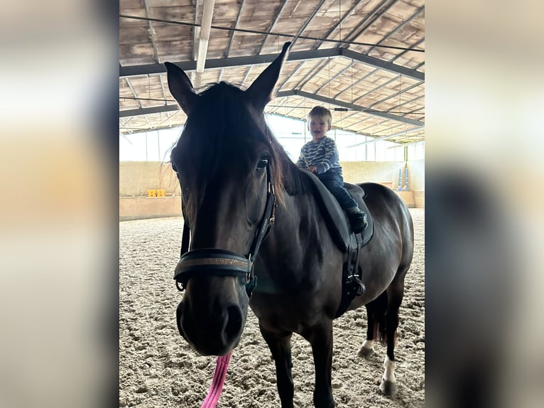 Sportivo Tedesco / Sportivo della Germania Giumenta 7 Anni 168 cm Baio in Osburg
