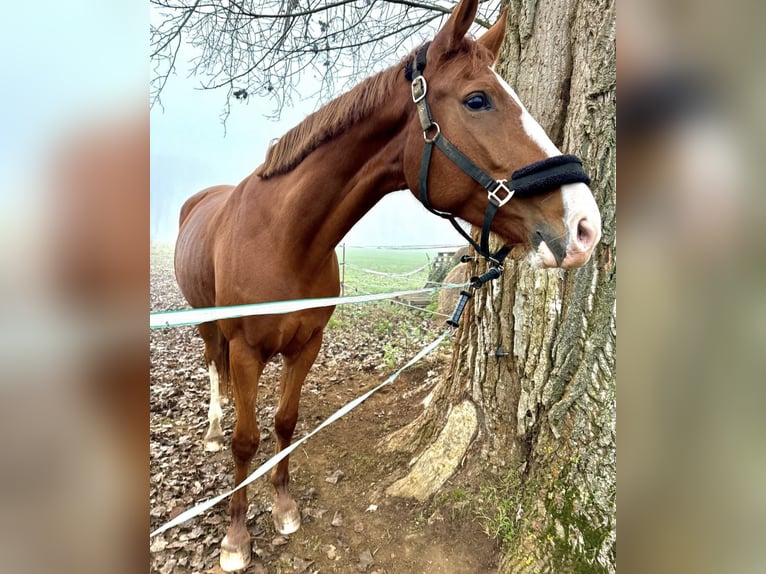 Sportivo Tedesco / Sportivo della Germania Giumenta 7 Anni 168 cm Sauro in Leipzig