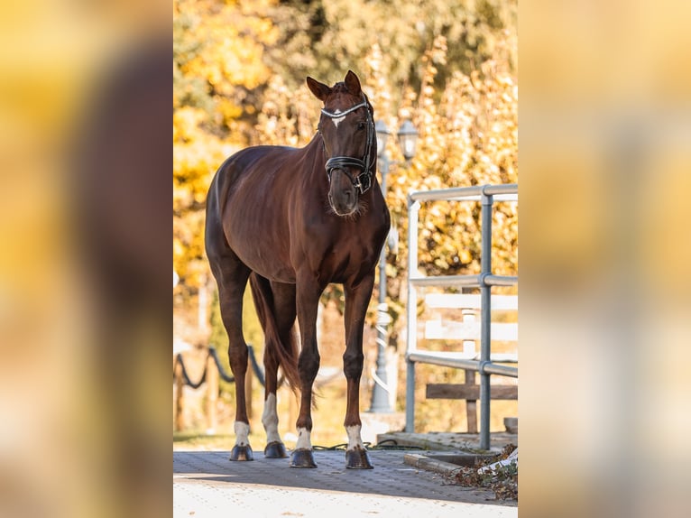 Sportivo Tedesco / Sportivo della Germania Giumenta 7 Anni 168 cm Sauro scuro in Bodenkirchen