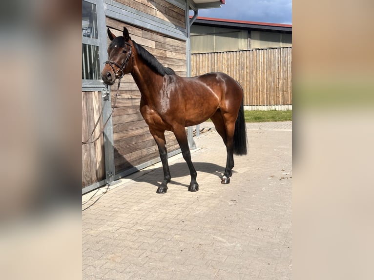 Sportivo Tedesco / Sportivo della Germania Giumenta 7 Anni 169 cm Baio in Leipzig