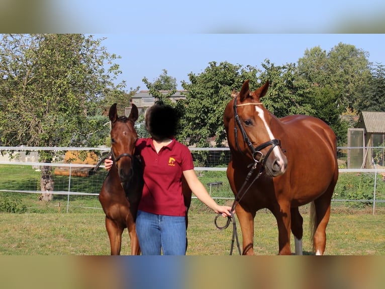Sportivo Tedesco / Sportivo della Germania Giumenta 7 Anni 169 cm Sauro in Eilenburg