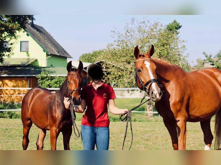Sportivo Tedesco / Sportivo della Germania Giumenta 7 Anni 169 cm Sauro in Eilenburg