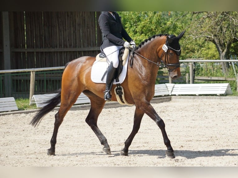 Sportivo Tedesco / Sportivo della Germania Giumenta 7 Anni 170 cm Baio in Tübingen