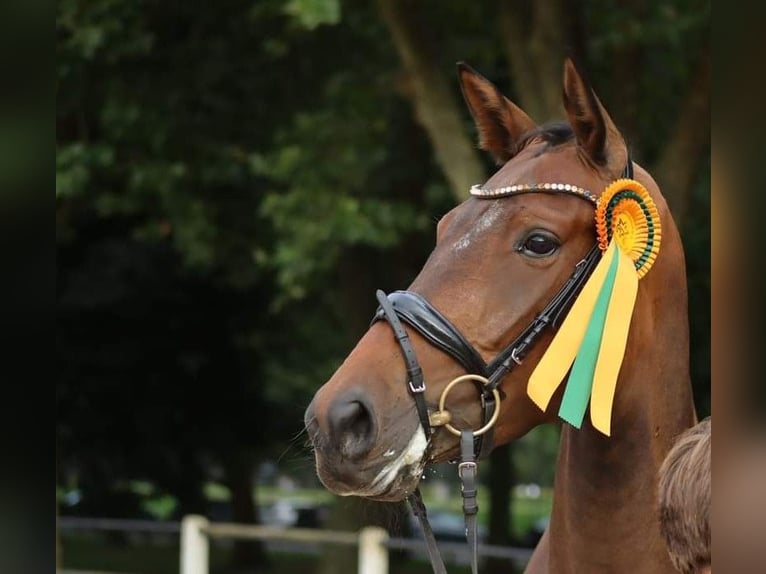 Sportivo Tedesco / Sportivo della Germania Giumenta 7 Anni 170 cm Baio in Tübingen